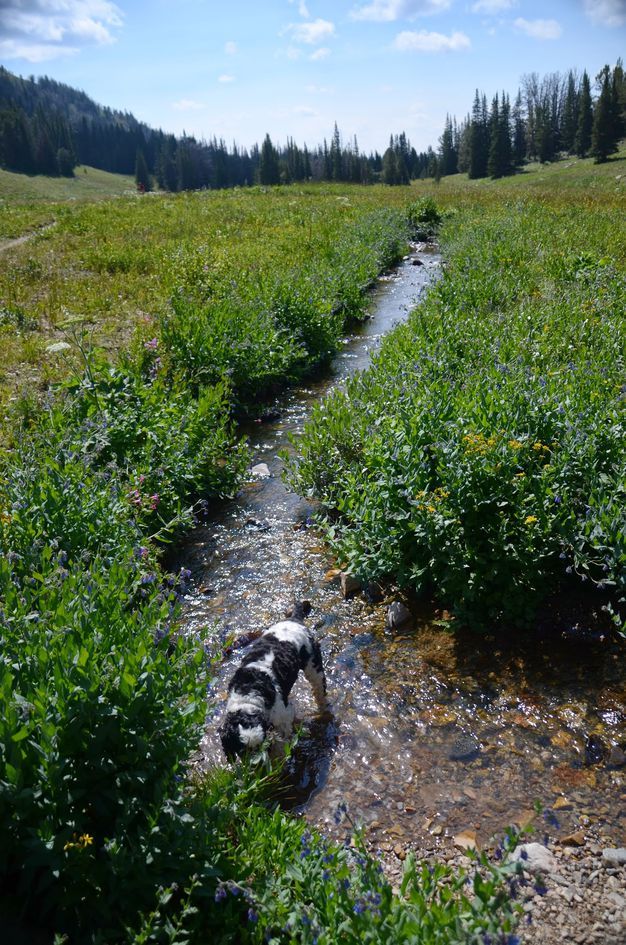 Dog wading in shallow creek through wildflower-lined alpine meadow