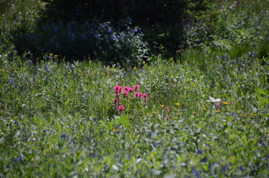 Magenta paintbrush flowers in lush green meadow with mixed wildflowers and spruce