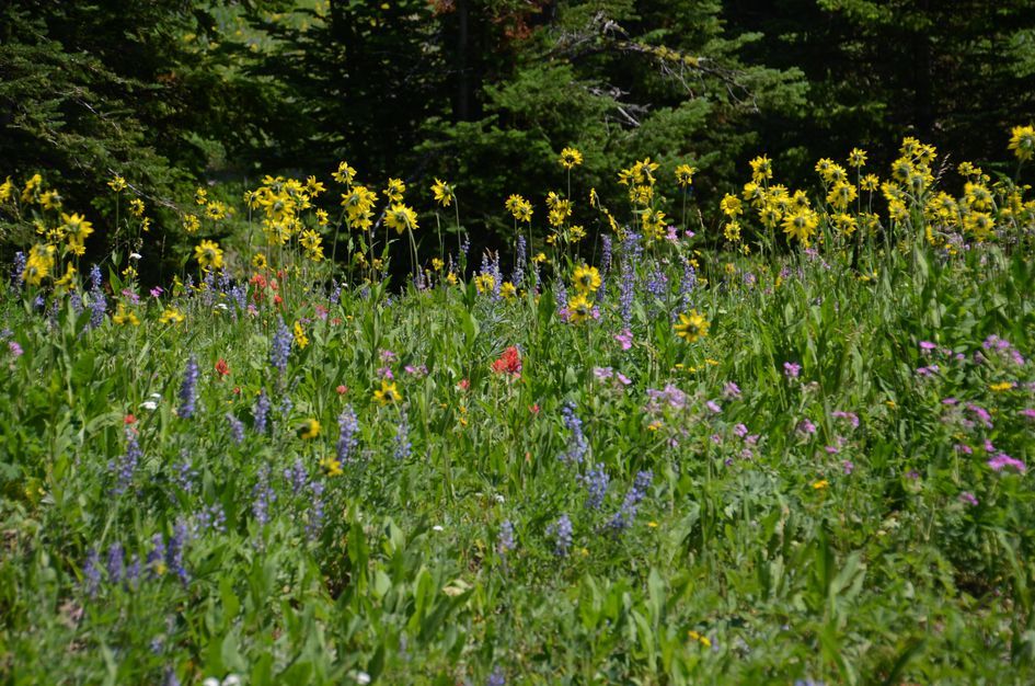 Dense wildflower meadow with yellow arrowleaf, purple lupine, and pink sticky geranium