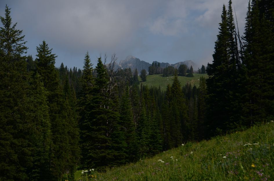 Stormy clouds gathering over granite peaks with spruce forest and wildflower meadow