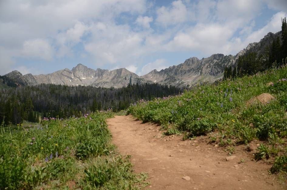 Wide dirt trail through wildflower meadow with purple lupine leading to granite peaks