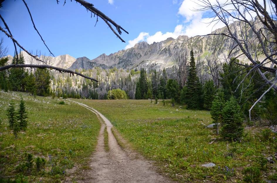 Trail framed by dead branches leading through meadow toward jagged granite mountains