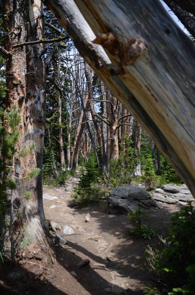 Trail passing under fallen log through burned forest with standing dead and young pines