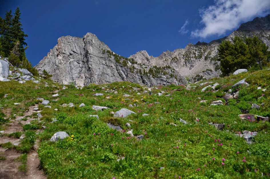 Alpine meadow with scattered wildflowers ascending toward massive granite rock face