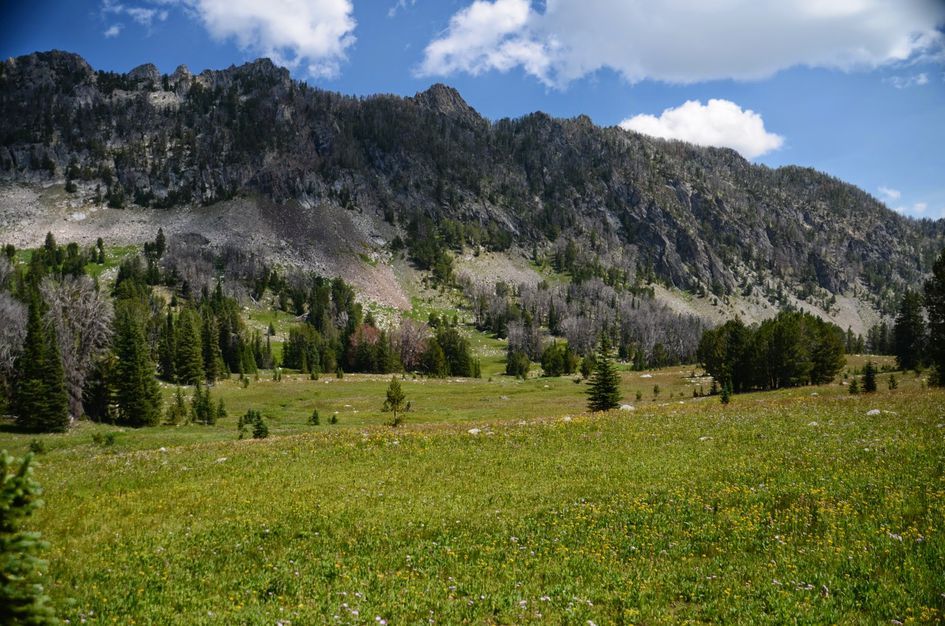 Green wildflower meadow with scattered trees beneath rocky mountain ridge