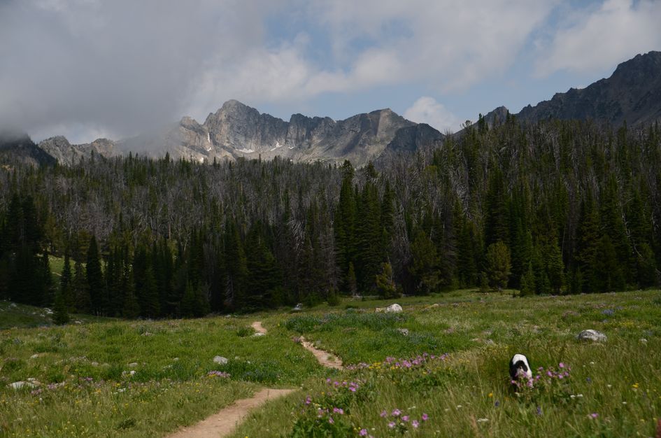 Dog exploring wildflower meadow with dirt trail toward granite peaks and mixed forest