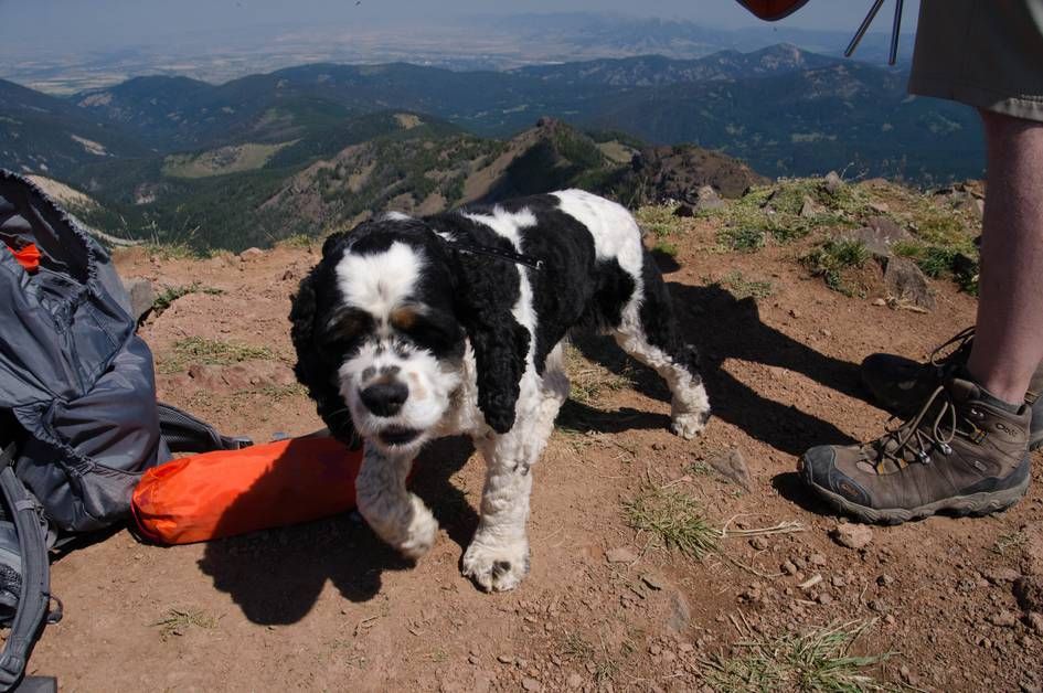 Black and white cocker spaniel on Mount Blackmore summit with mountain views