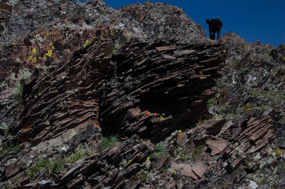 Layered sedimentary rock formation with lichen and dog on summit