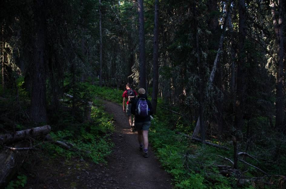 Hikers with backpacks on shaded forest trail through dense conifers