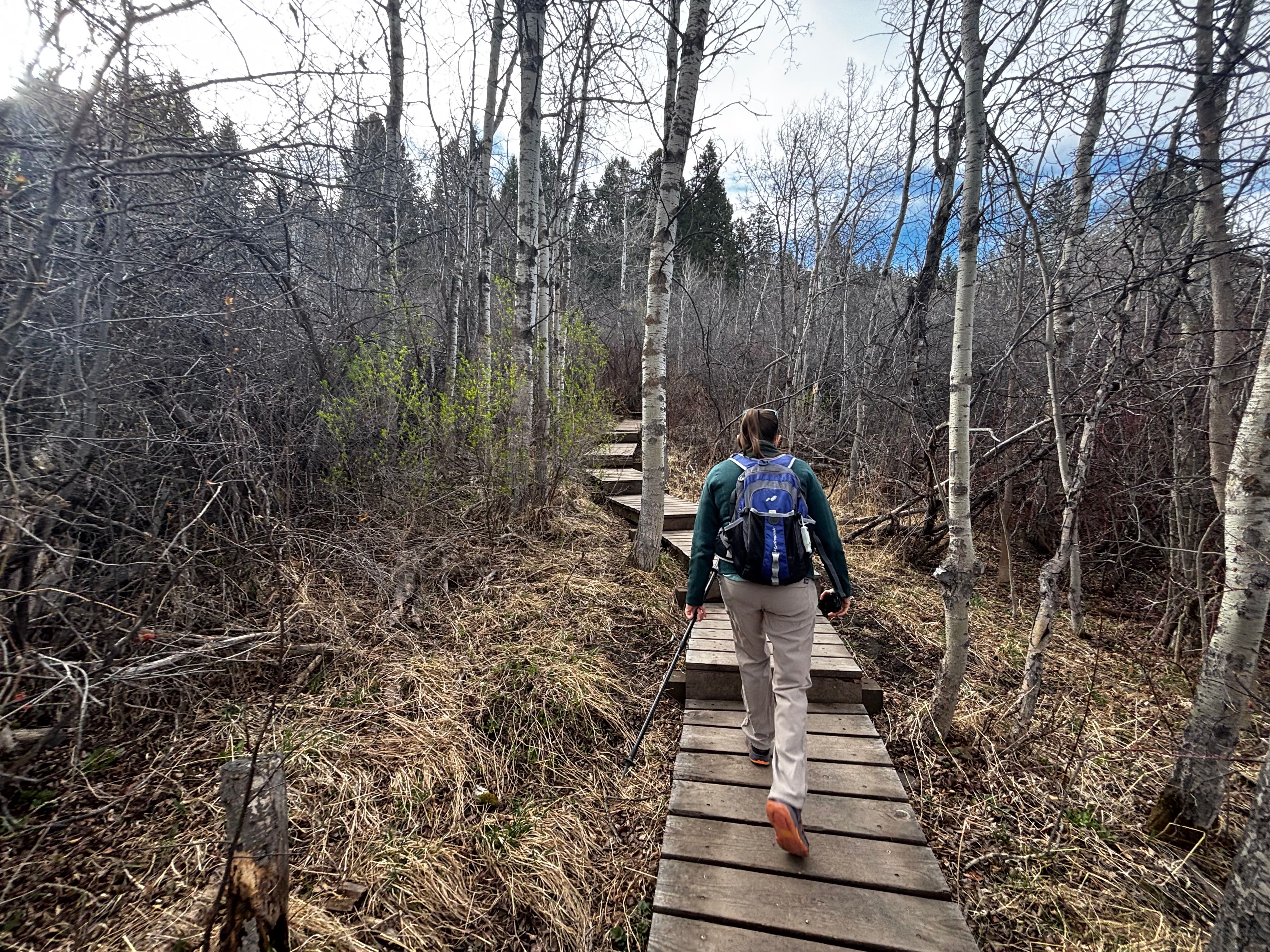 Hiker walking wooden boardwalk through bare aspen forest on Kirk Hill trail