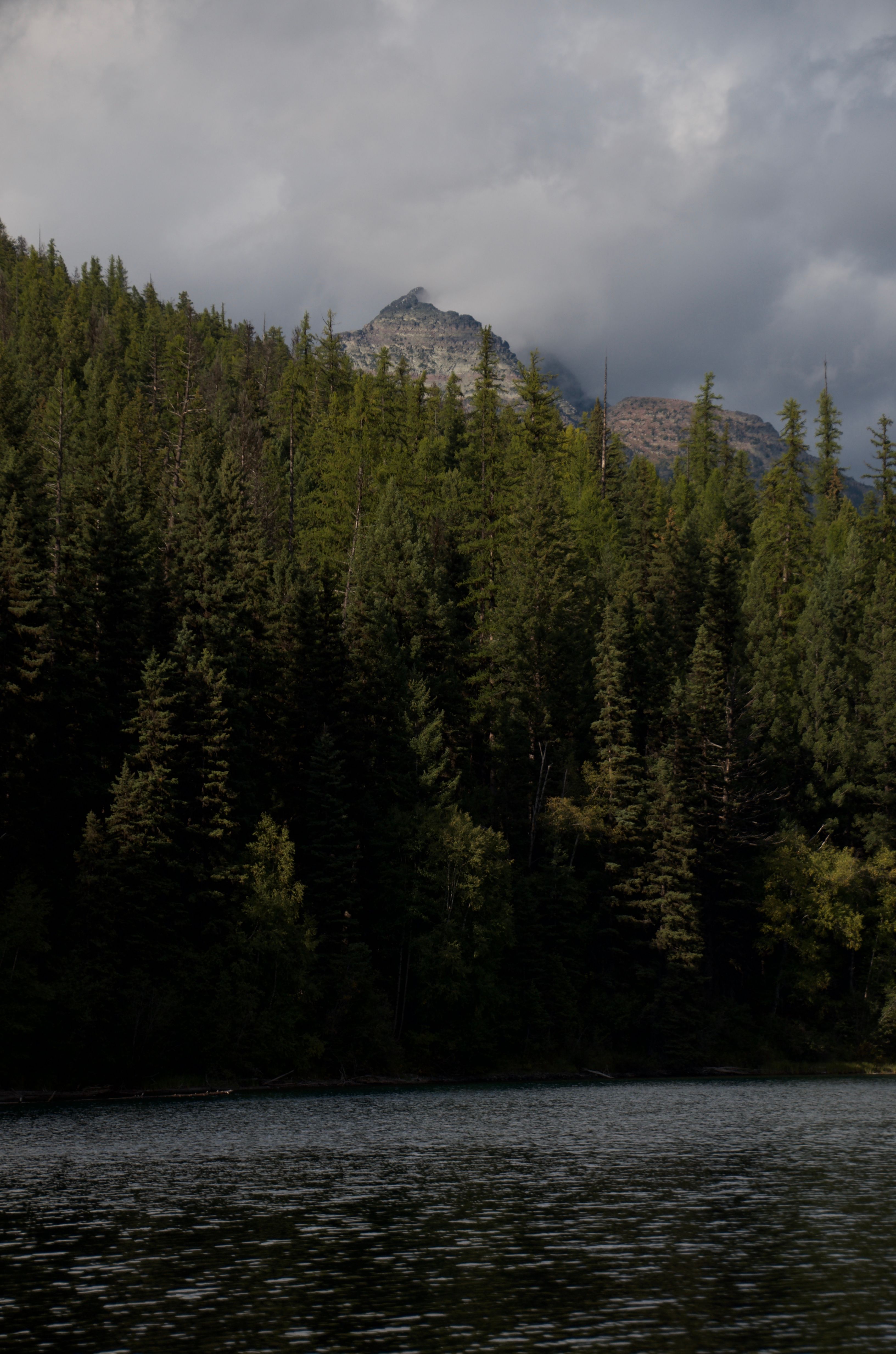 Dense conifer forest with rocky peak above Bowman Lake