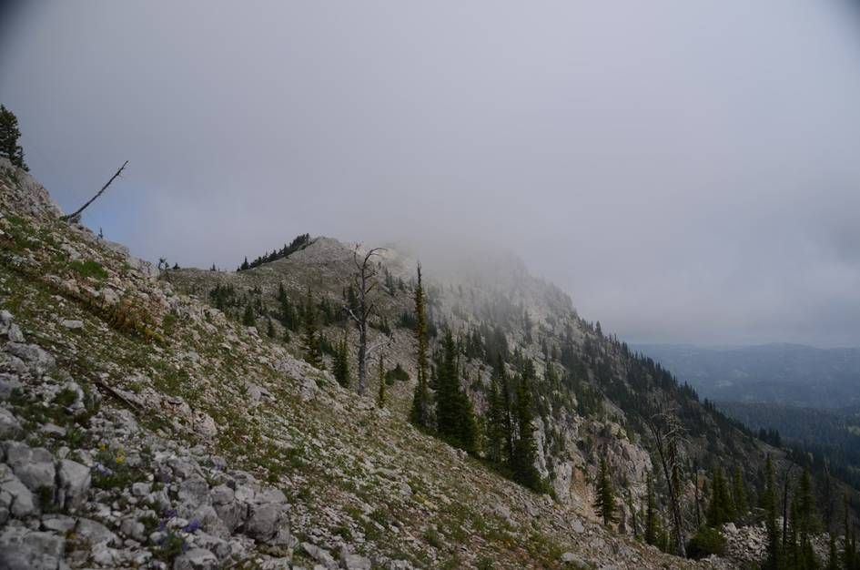 Rocky Bridger Ridge disappearing into fog with scattered subalpine firs