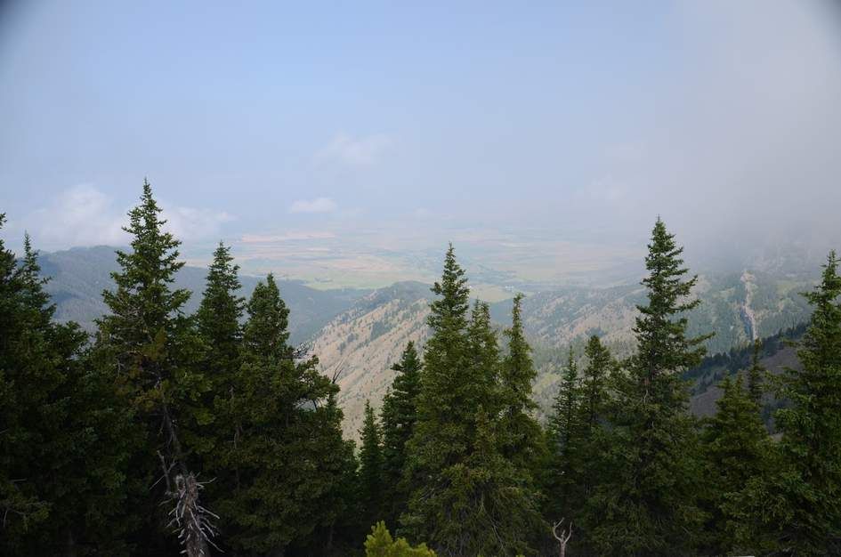 View east from ridge through pine trees toward hazy Gallatin Valley farmland