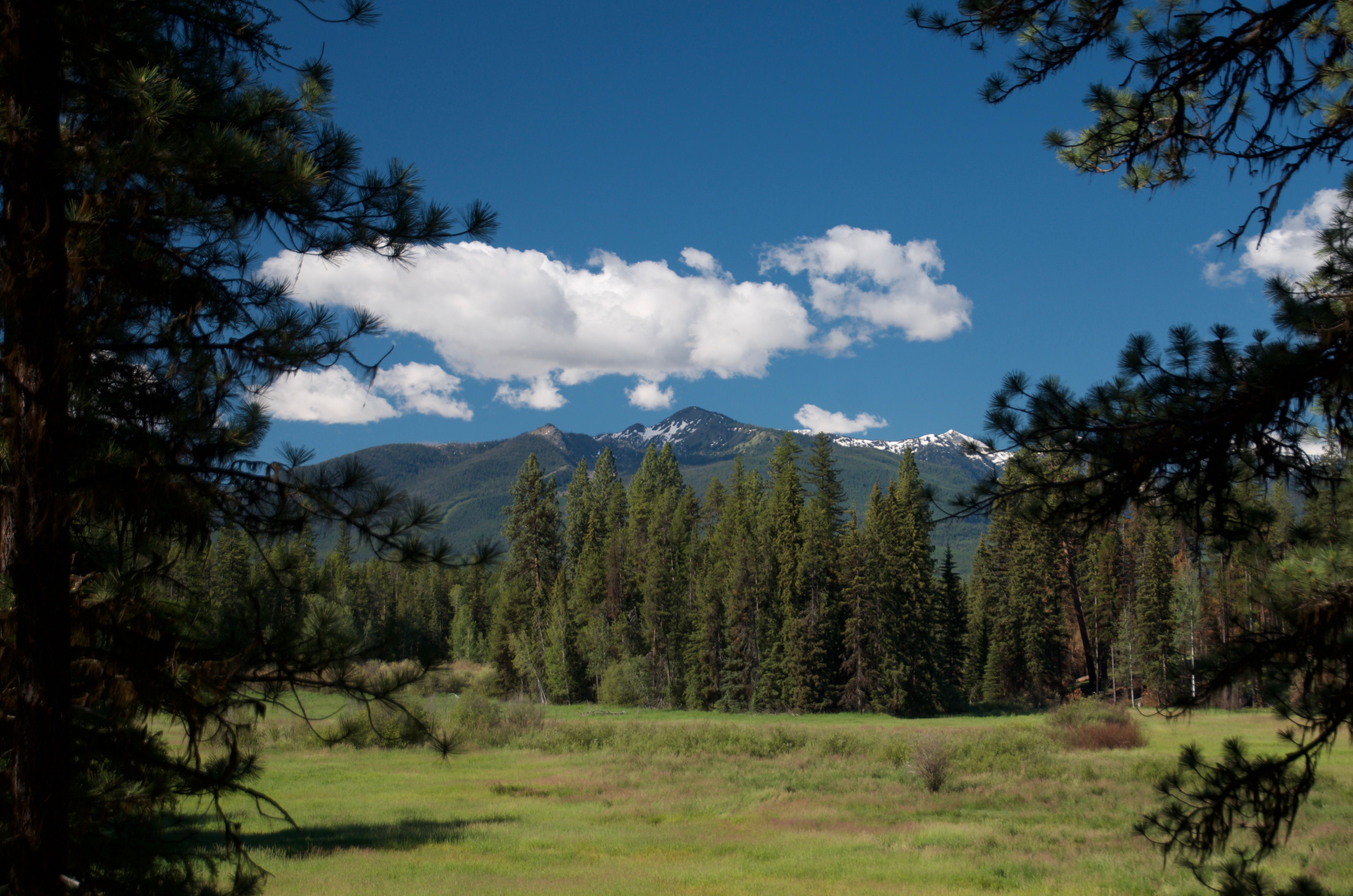 Snow-capped mountains visible through pine trees beyond the open meadow at the Old Condon Ranger Station