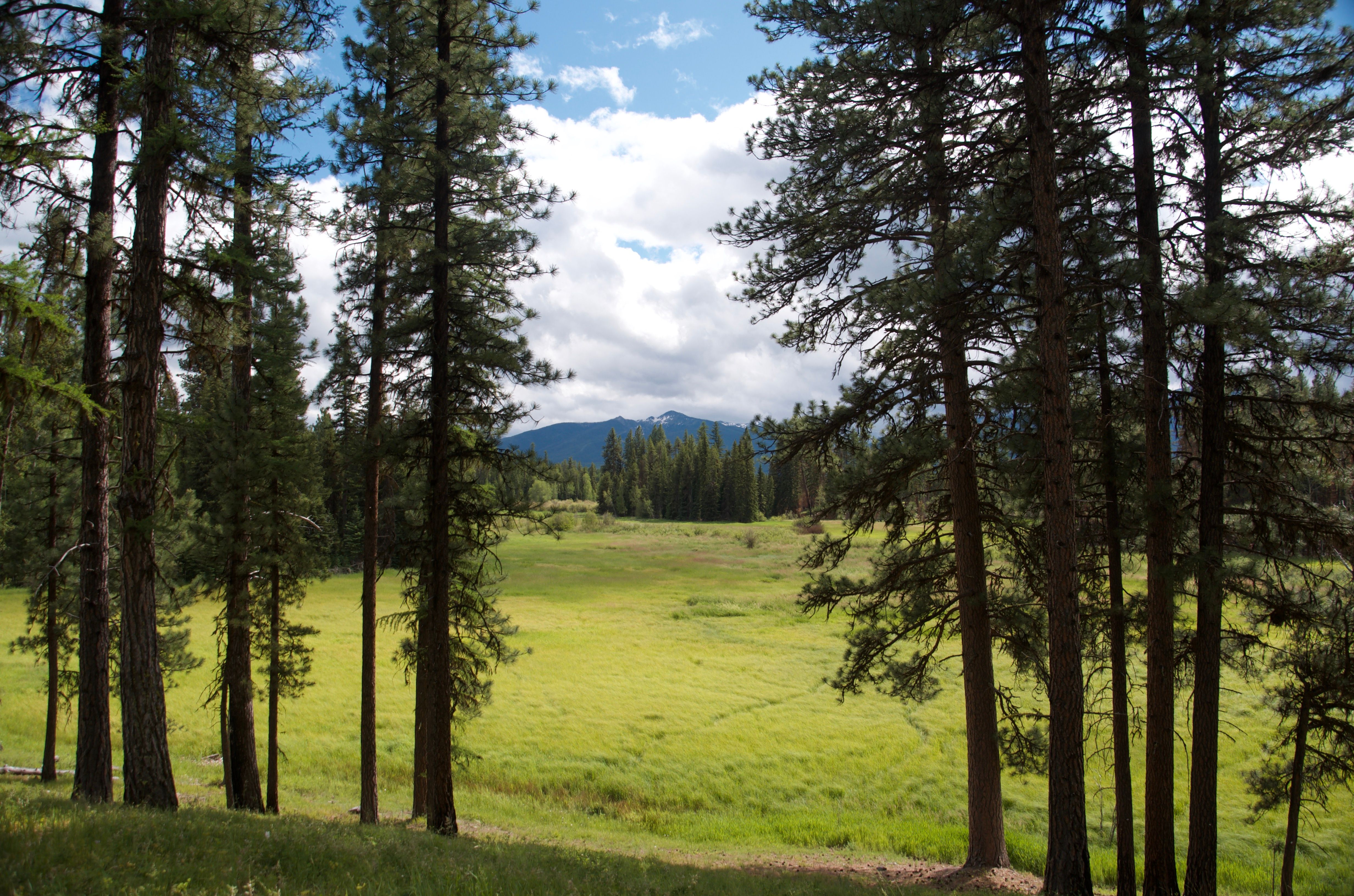 Open green meadow framed by tall pine trees with mountains visible in the background