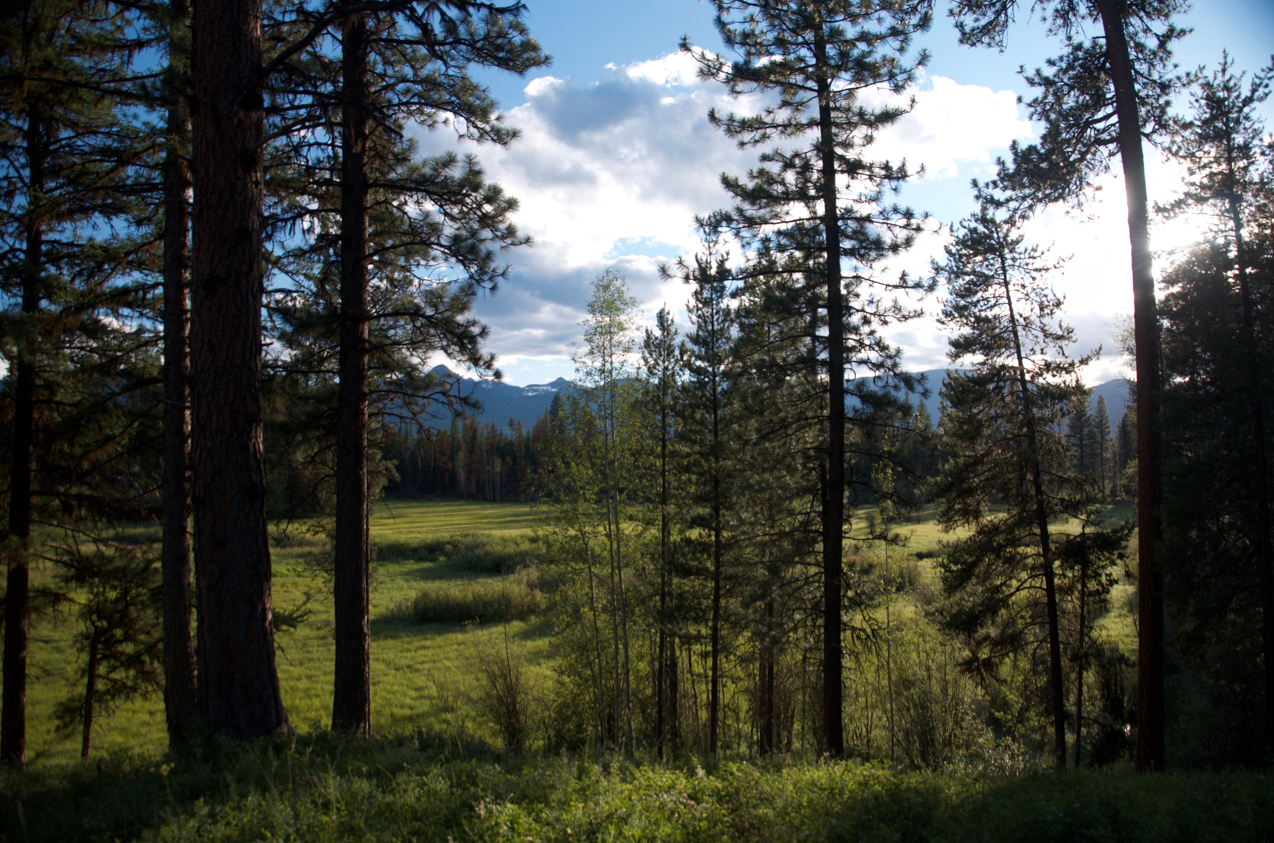Sunlit meadow and forest with mountains in the background near the Old Condon Ranger Station