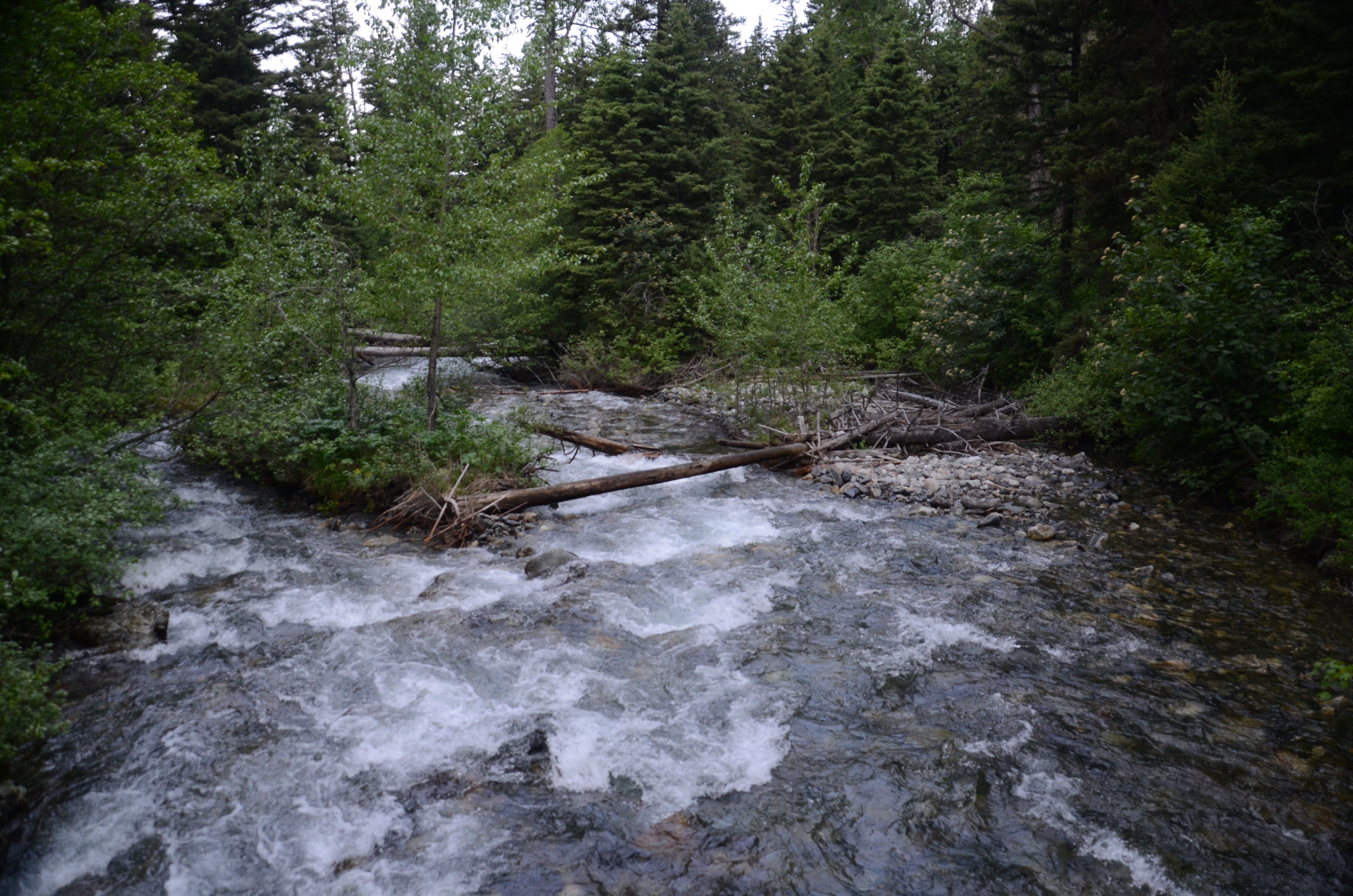 Pine Creek rushing over rocks through the forest