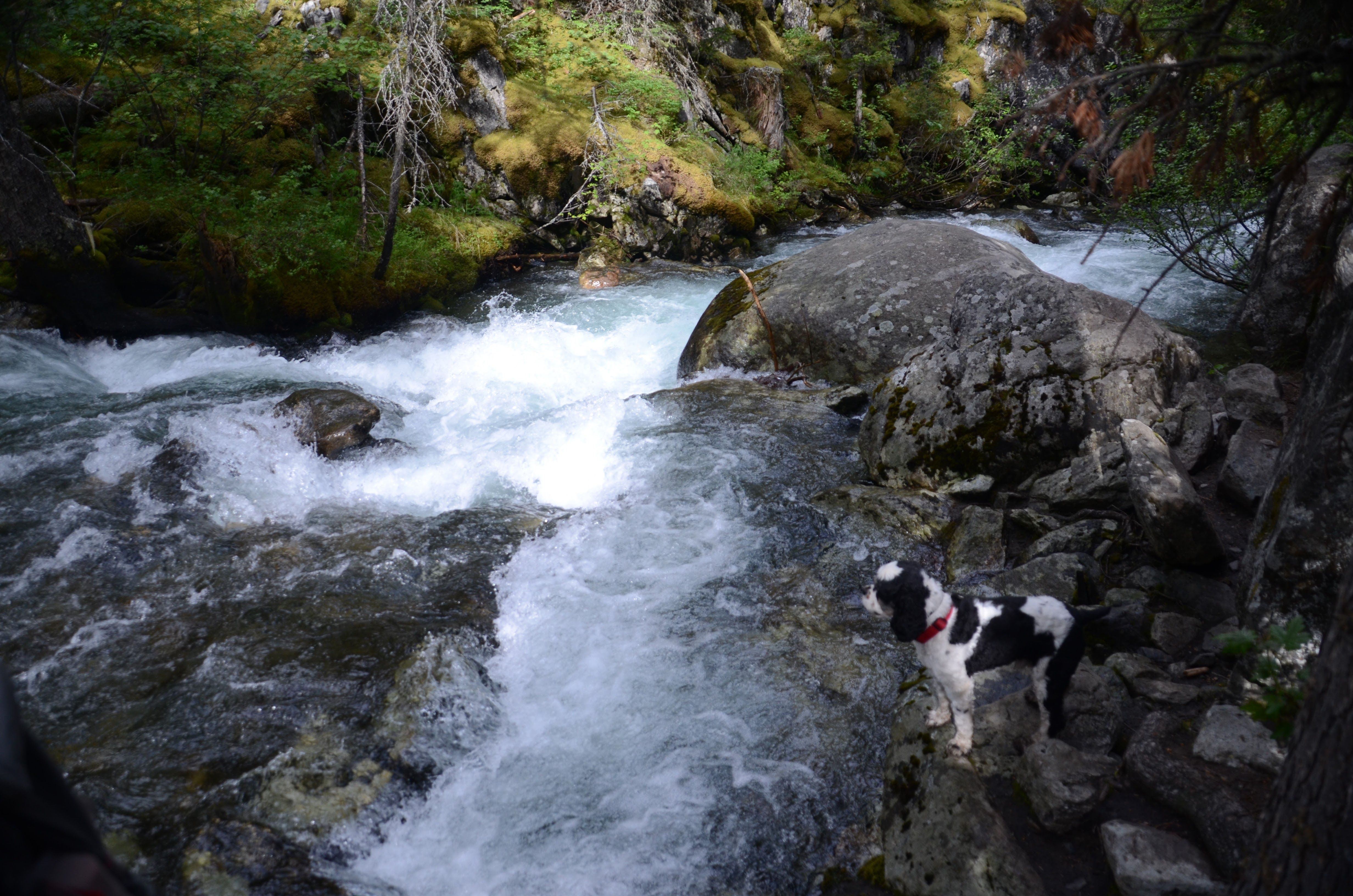 Fallen logs over Pine Creek with mossy rocks and rushing water