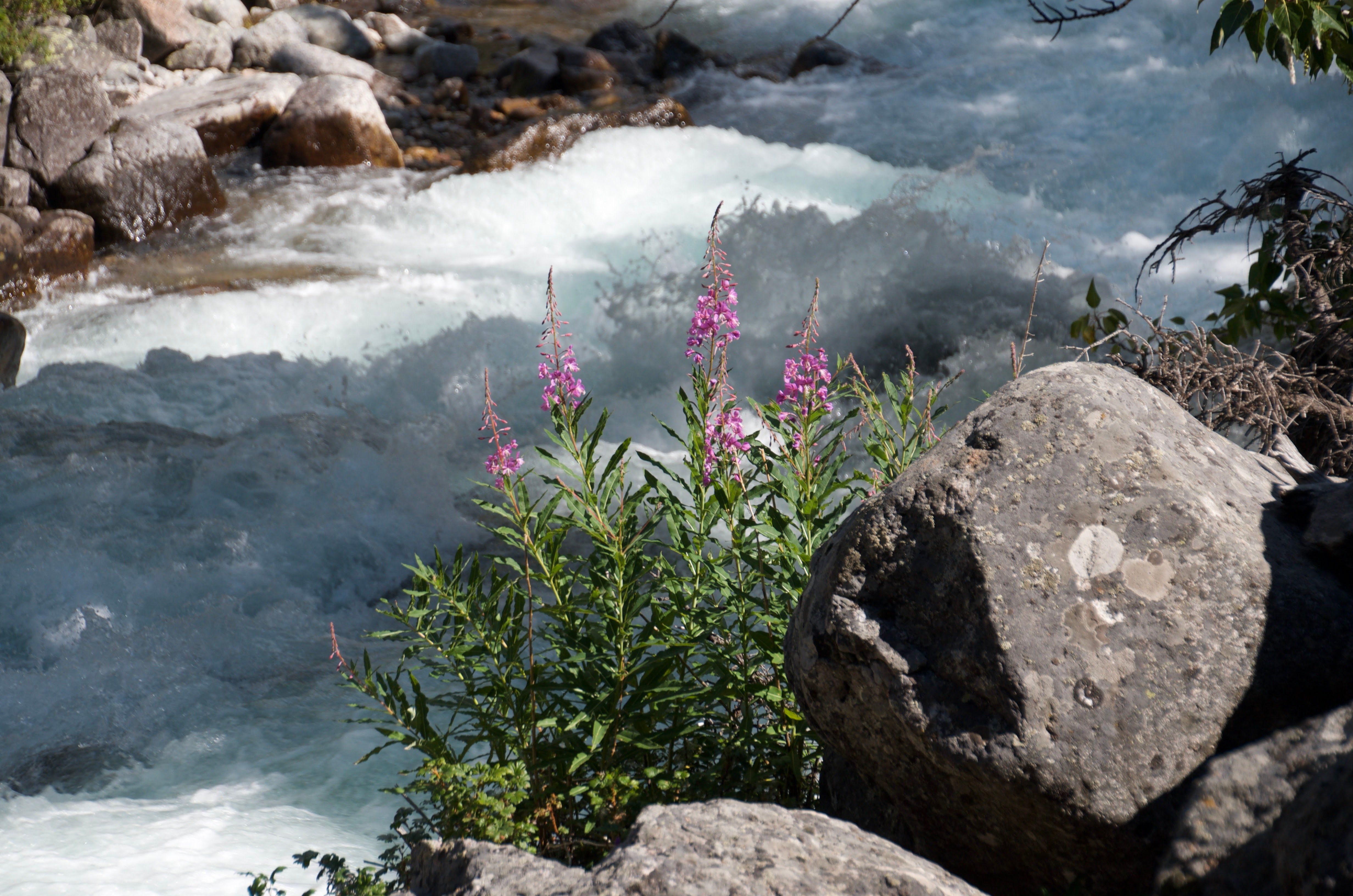 Pink fireweed blooming beside a rushing mountain creek in Montana