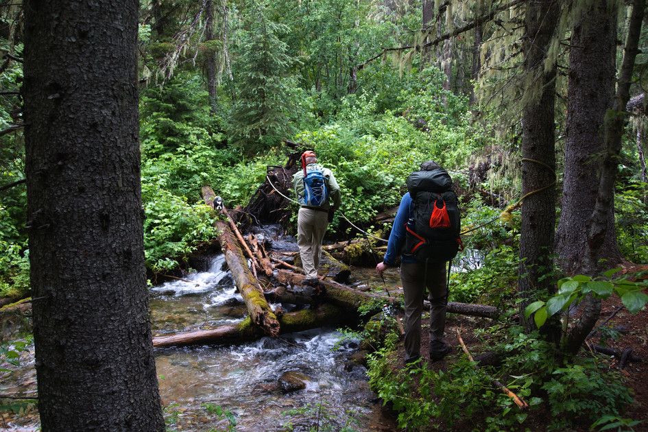 Backpackers crossing creek on fallen log bridge in lush forest