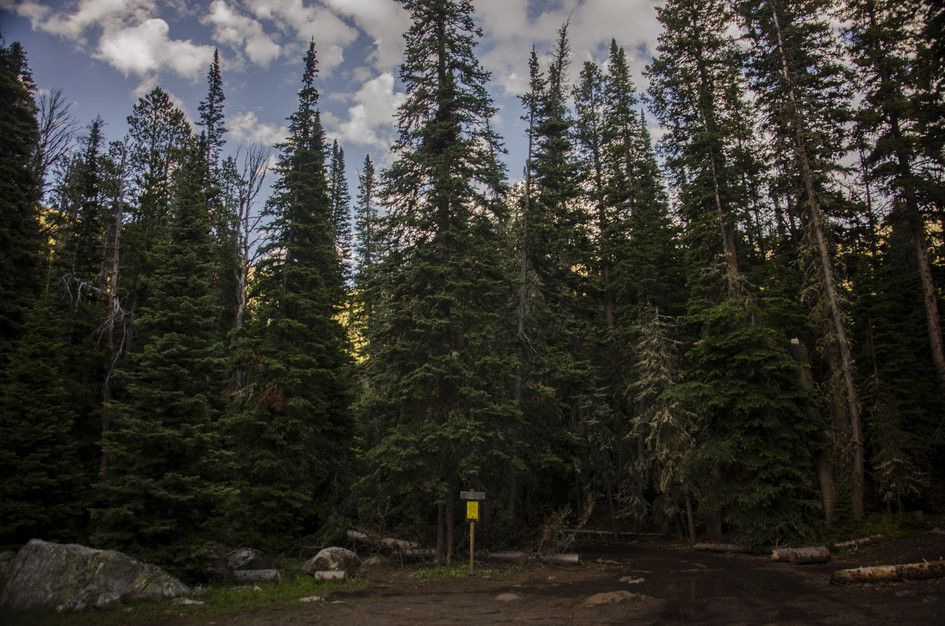 Trailhead parking area surrounded by tall spruce forest with yellow sign