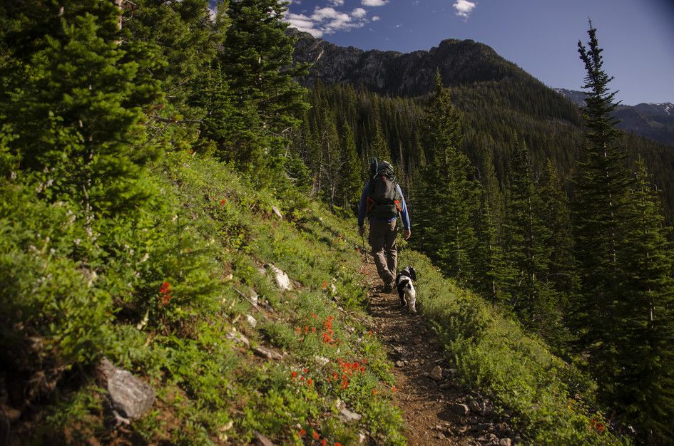 Hiker with dog on trail through wildflowers with Tobacco Root peaks ahead