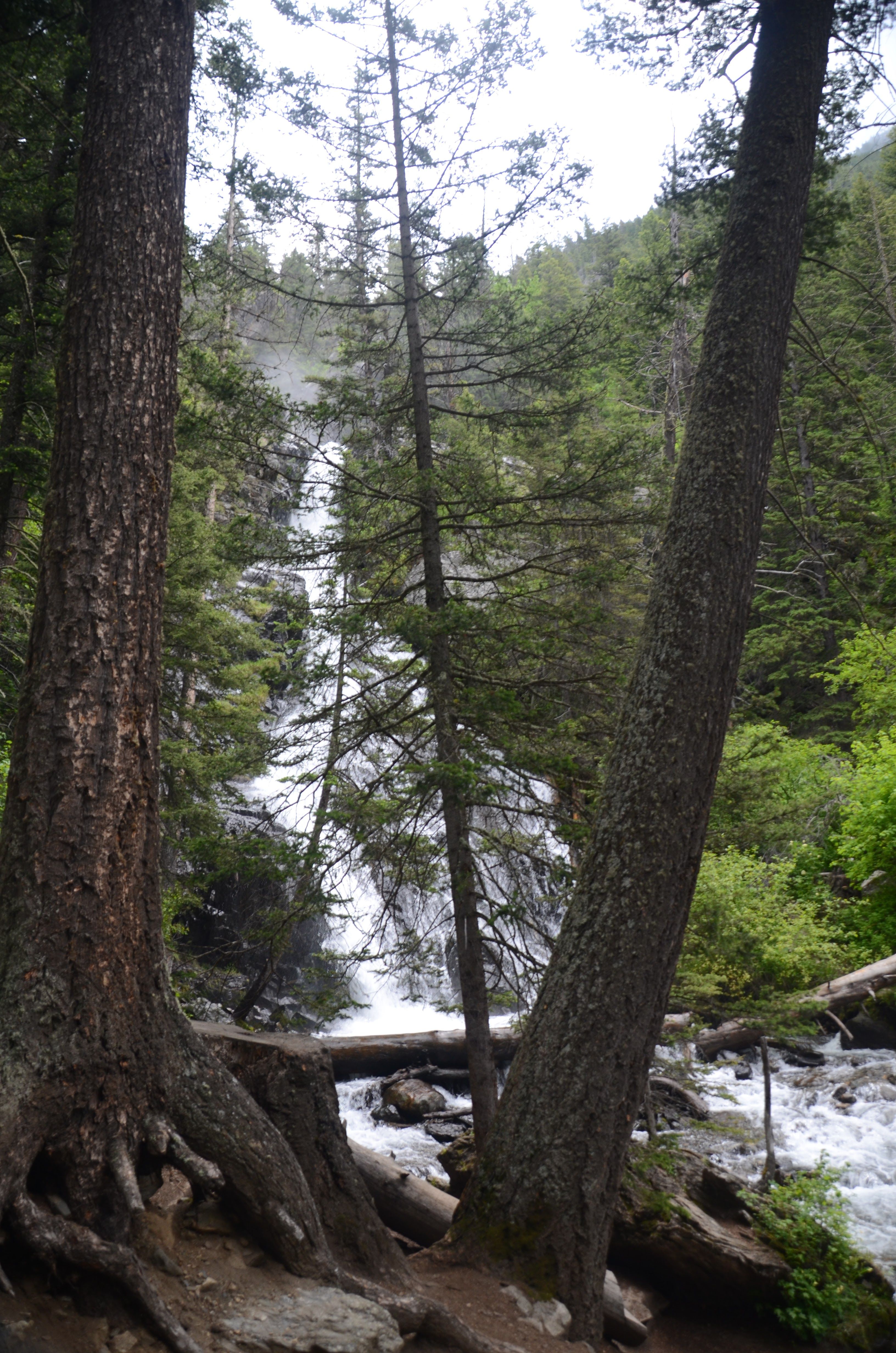 Dog standing on rocks beside rushing Pine Creek