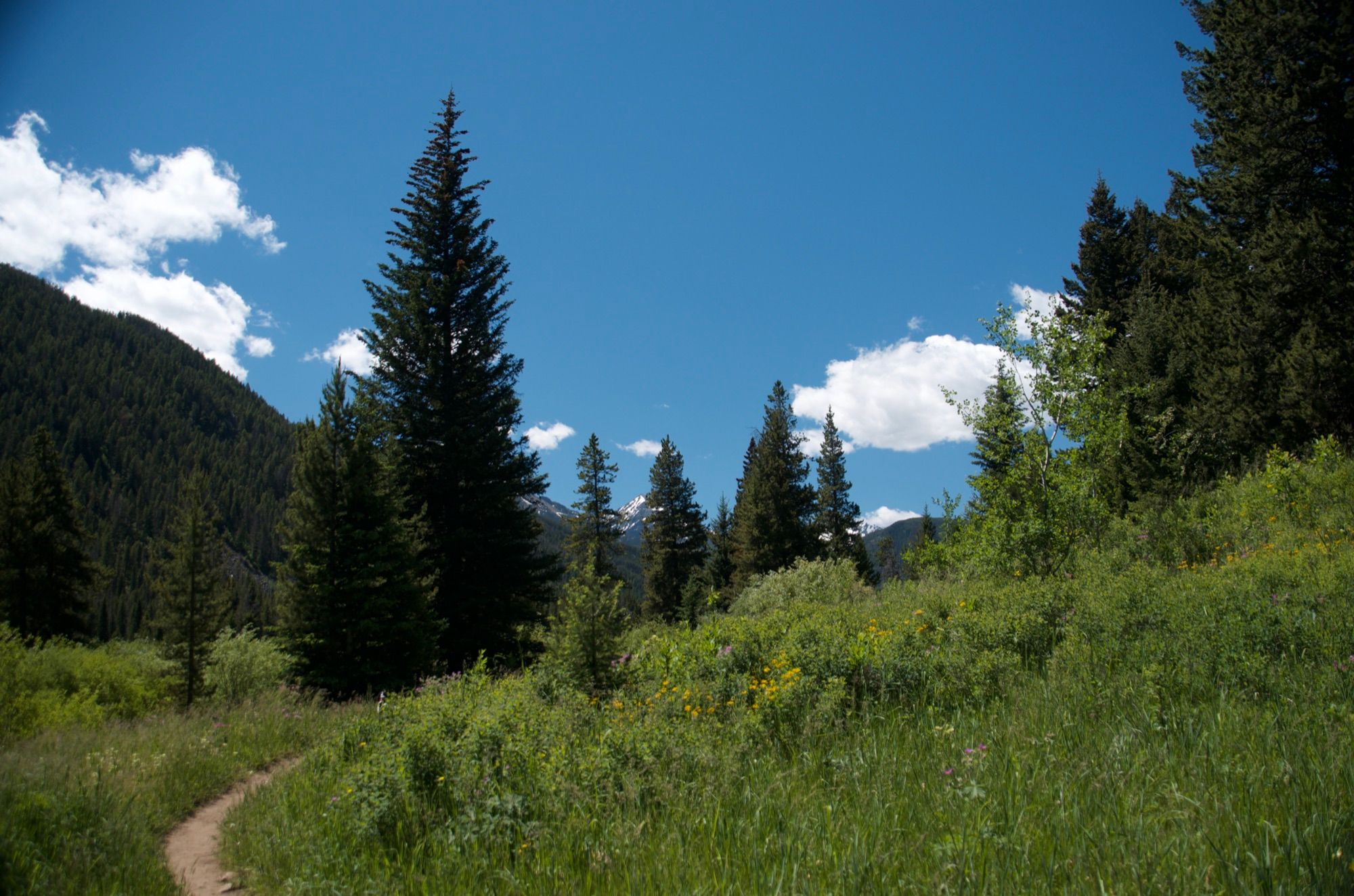 Trail winding through wildflower meadow with distant snowy peak