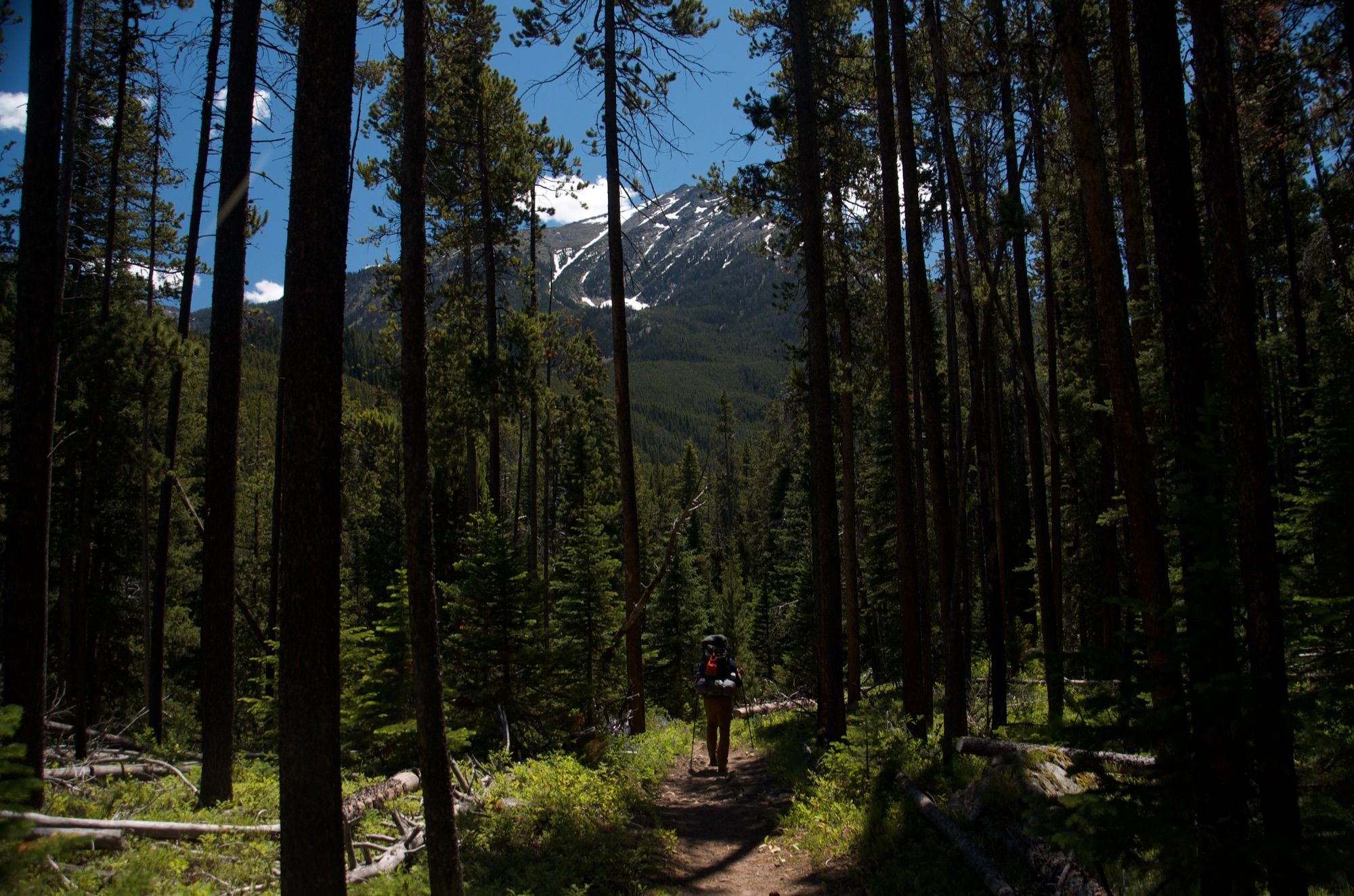 Hiker on forested trail with snow-capped peak visible through trees