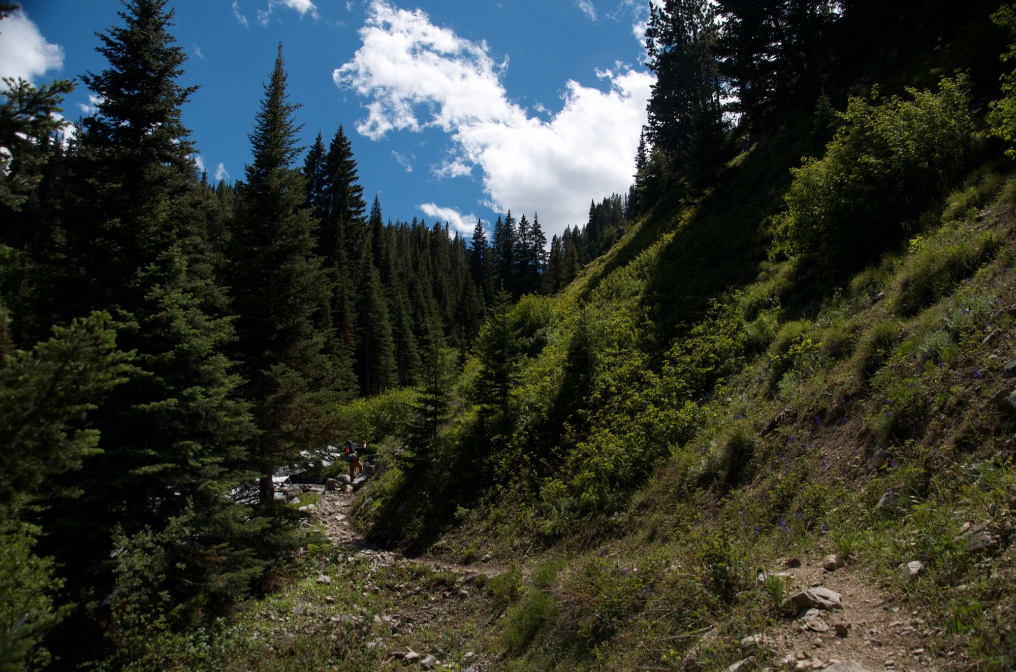 Steep rocky trail section climbing through dense evergreen forest