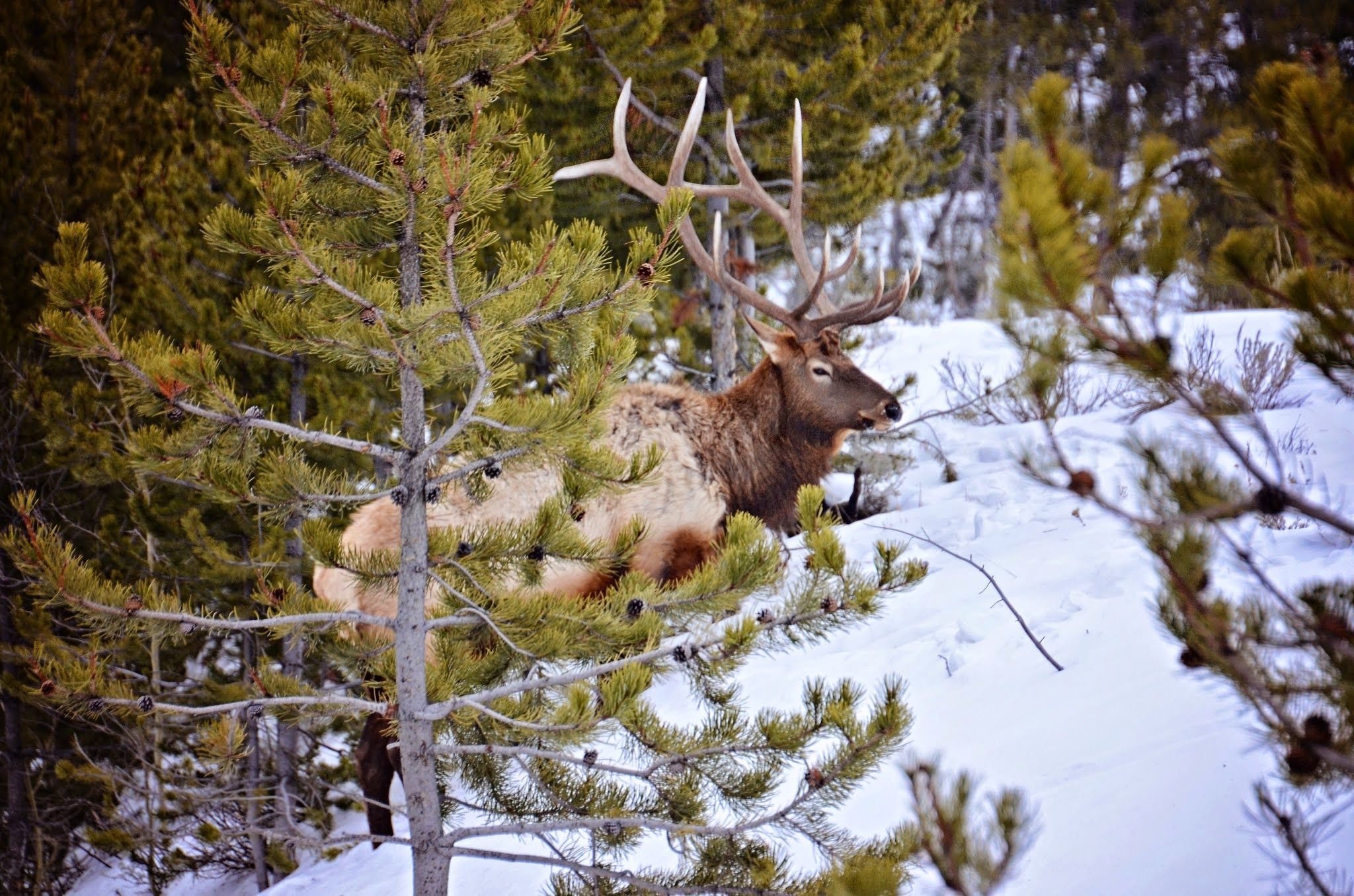Bull elk with large antlers bedded down in snow among pine trees