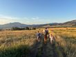 Family with two children hiking through a golden meadow at sunset near Bozeman with the Gallatin Range in the distance