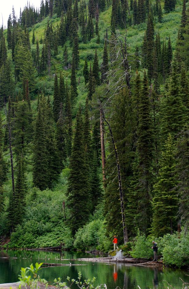 Angler fishing from driftwood log at Hall Lake with steep forested hillside