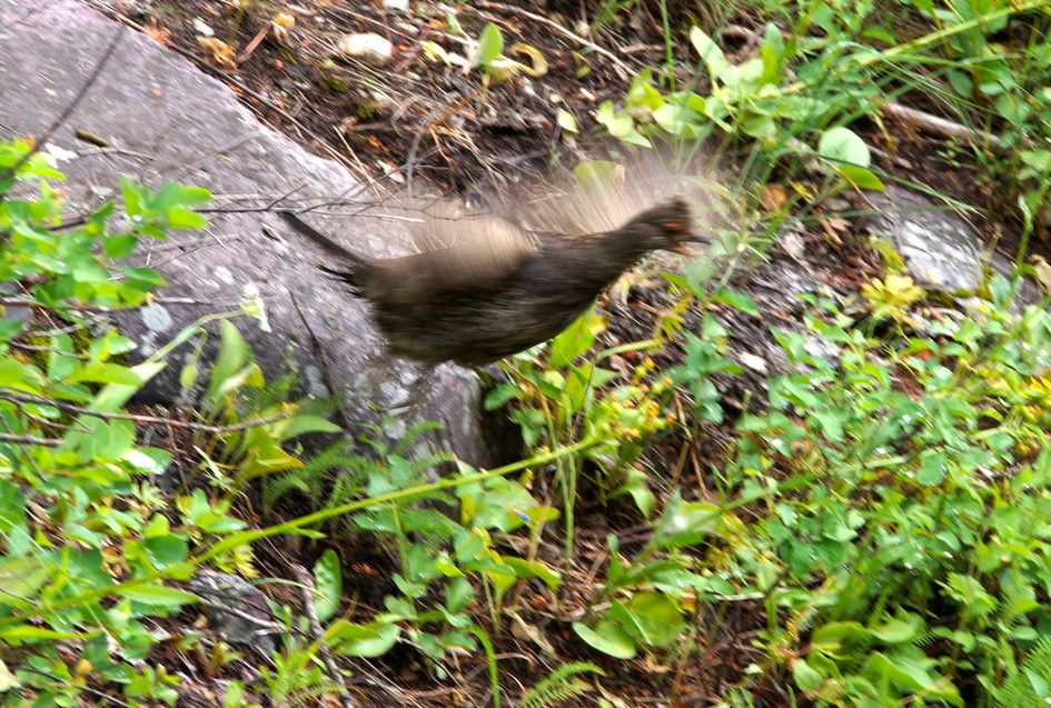 Ruffed grouse taking flight from forest floor in motion blur