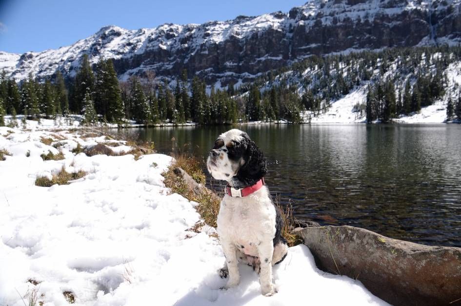 Black and white cocker spaniel sitting in snow at Emerald Lake