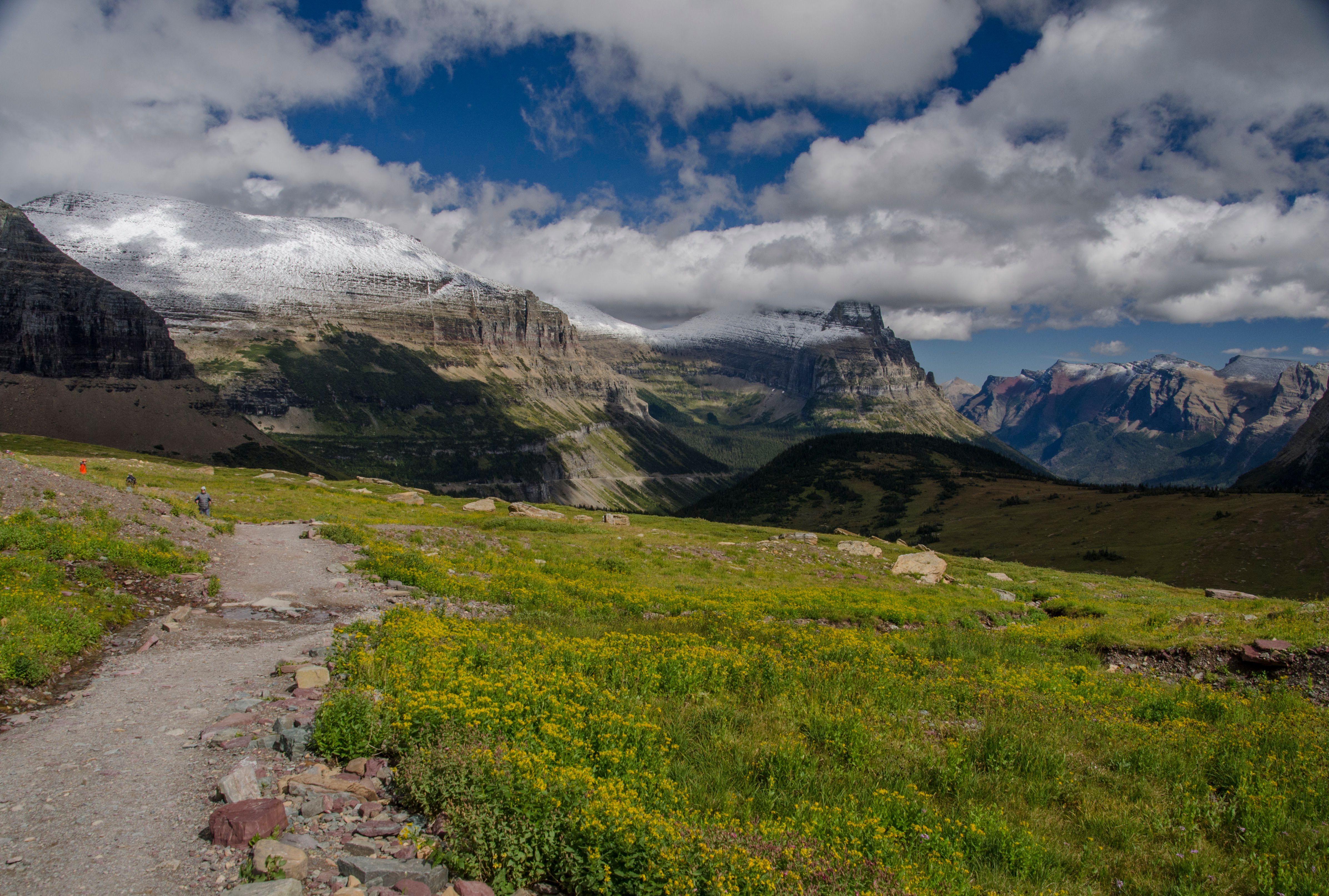 Trail through yellow wildflower meadow with snow-capped mountain panorama