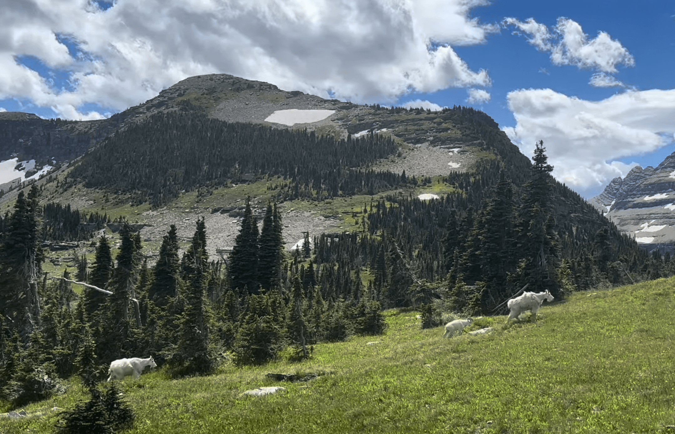 Mountain goats grazing on green hillside with alpine forest and peak behind