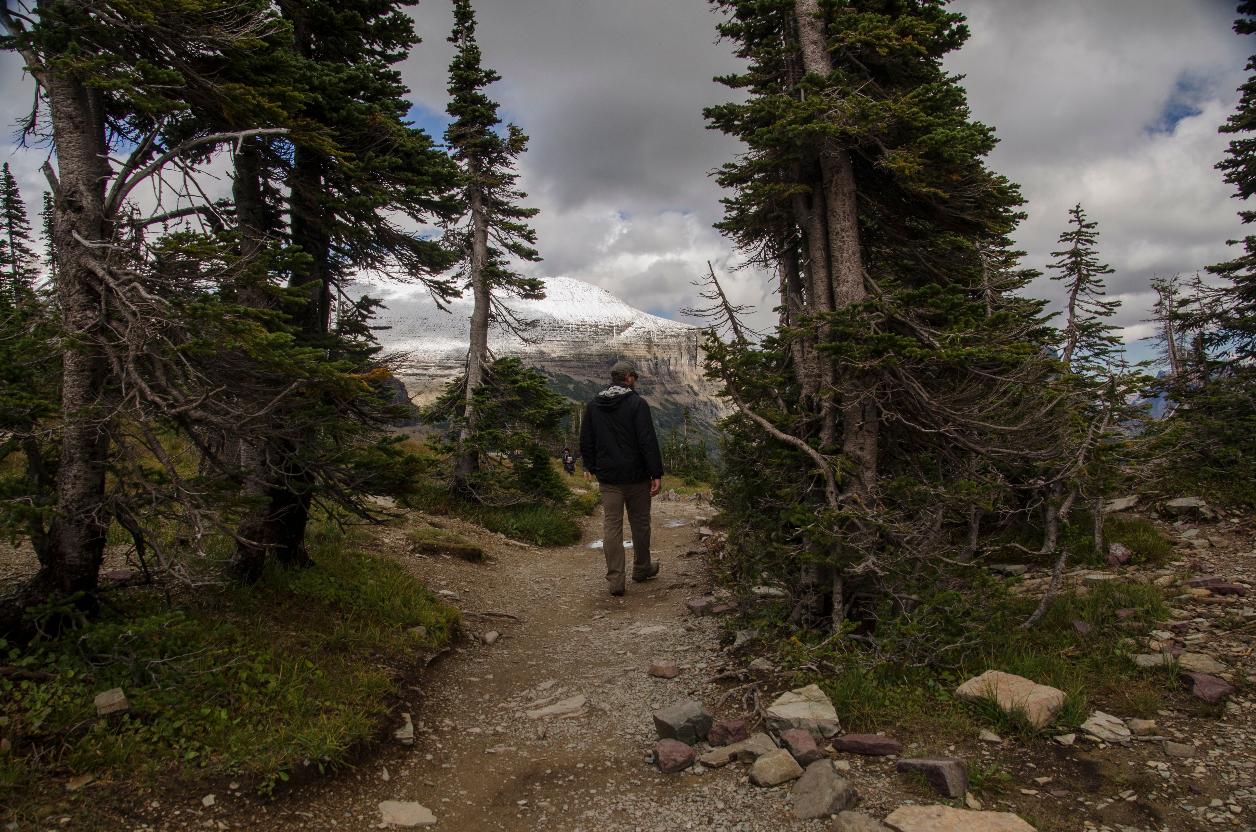 Hiker walking through sparse alpine trees toward snow-covered peak