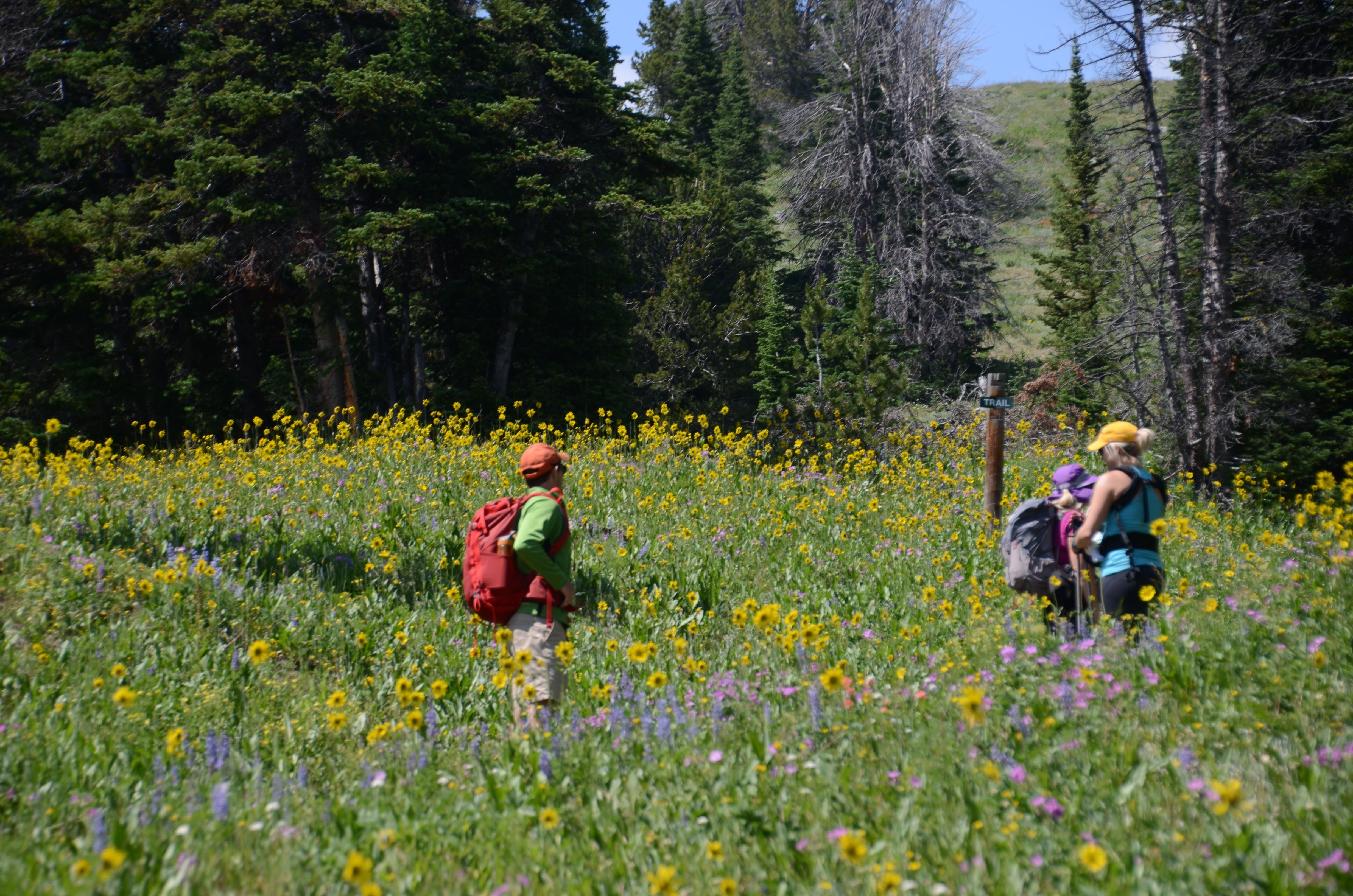 Hikers walking through a dense wildflower meadow on a Montana mountain trail