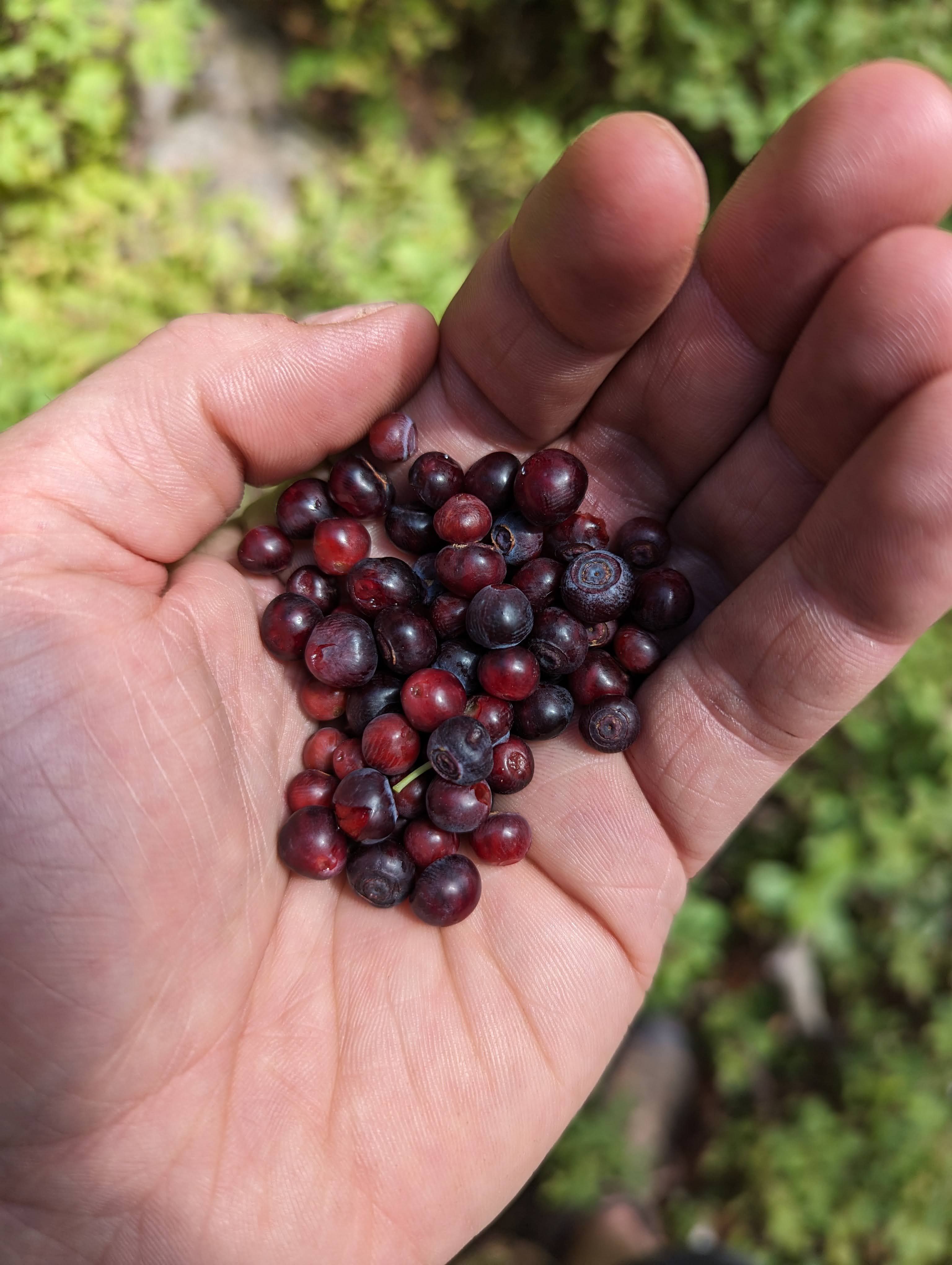 Handful of freshly picked purple huckleberries