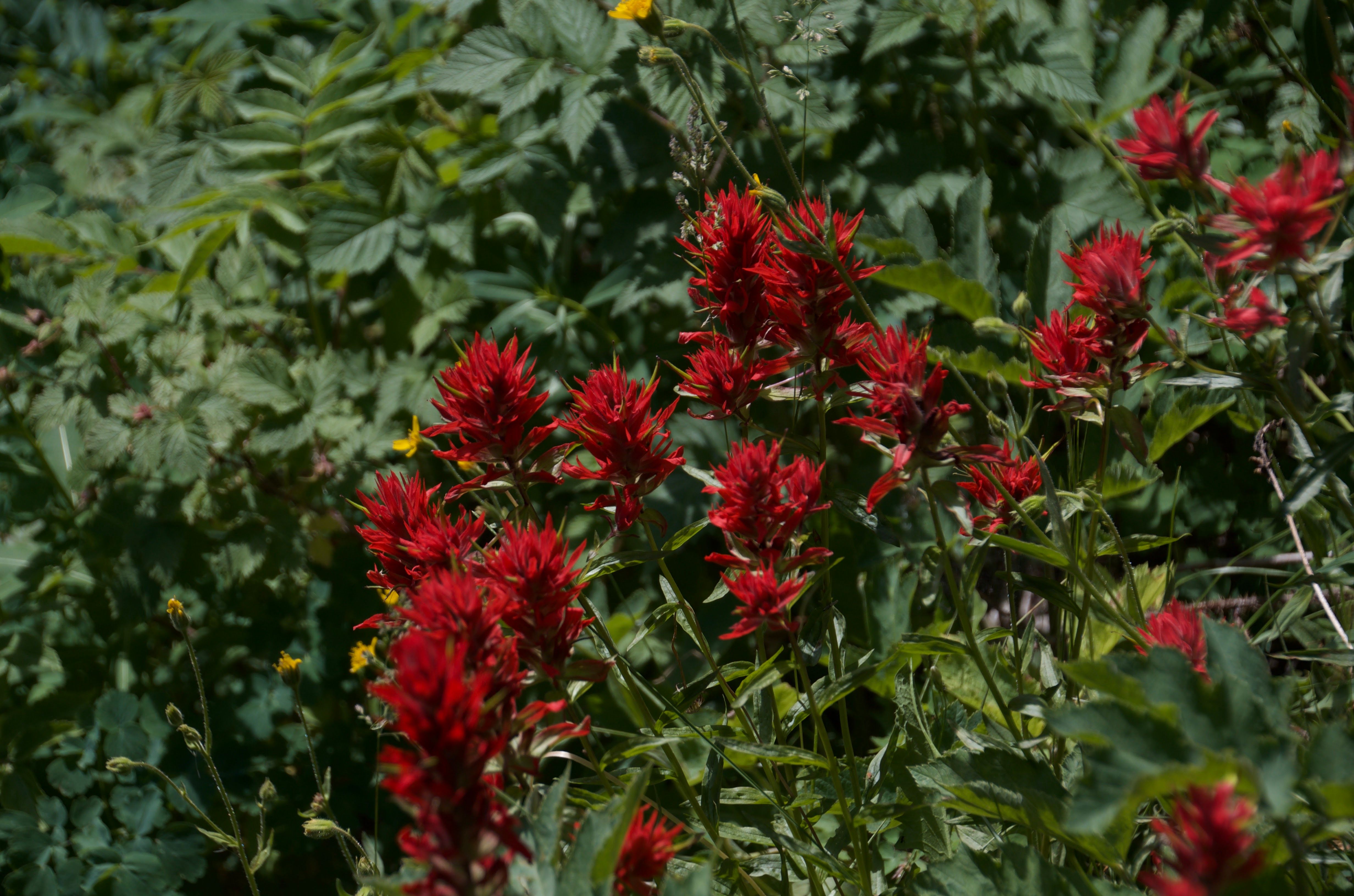 Red Indian paintbrush wildflowers against green foliage