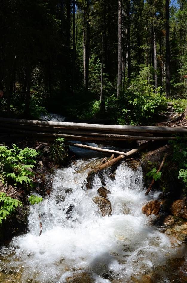 Cascade Creek waterfall rushing under log bridge in forest