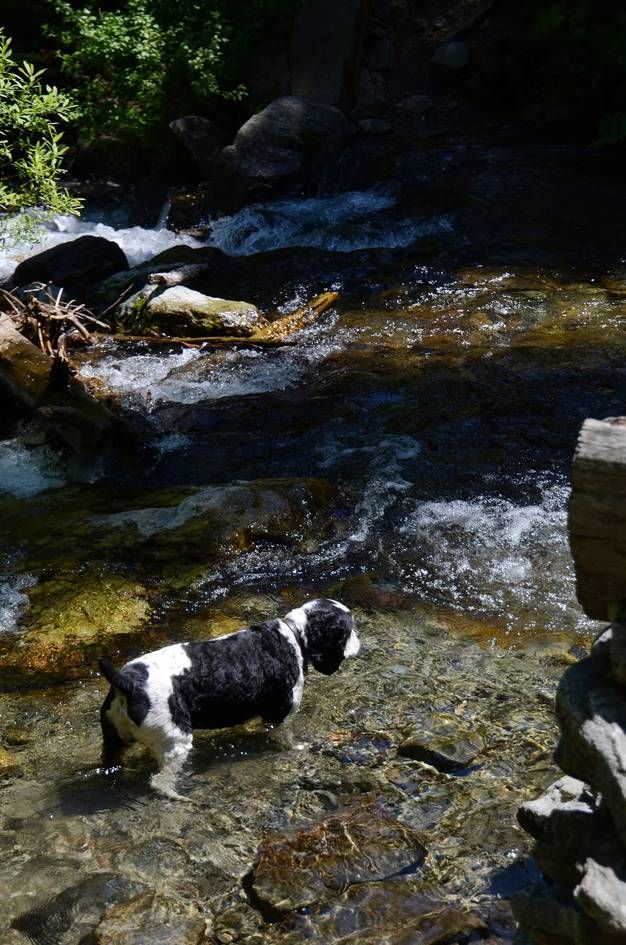 Black and white dog wading in clear mountain creek