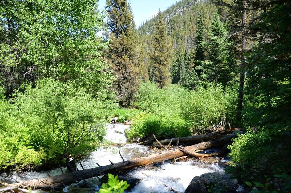 Cascade Creek flowing through lush green forest with fallen logs