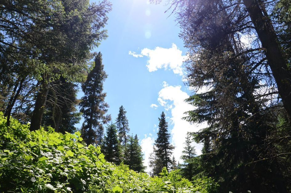 Tall evergreen trees reaching toward blue sky with lush understory
