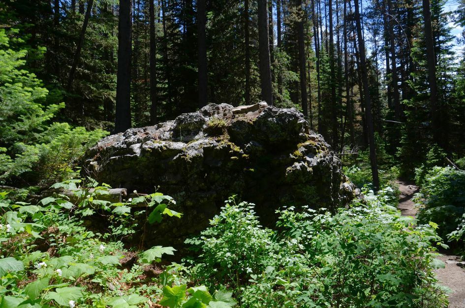 Large moss-covered boulder beside trail in dense evergreen forest