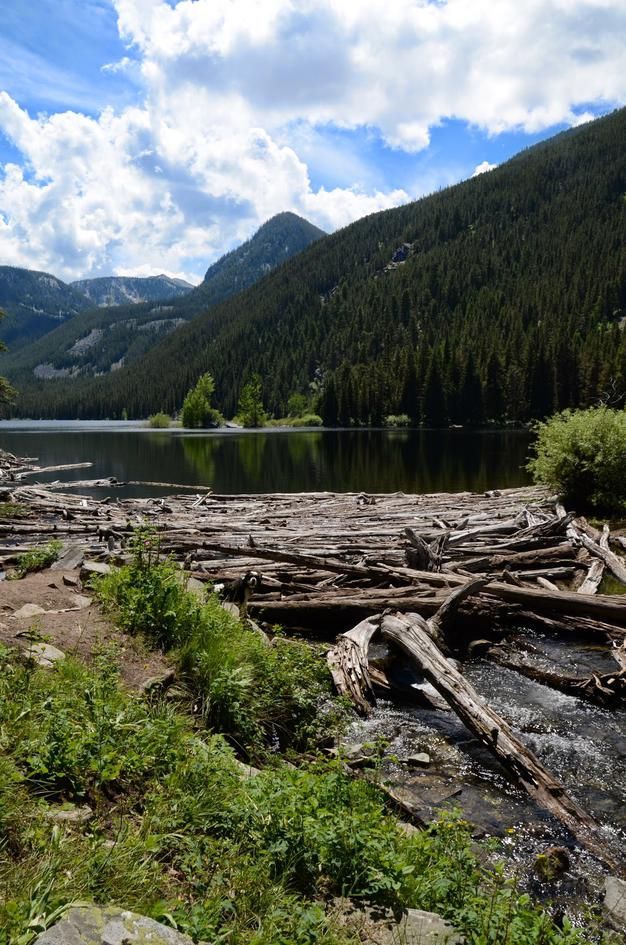 Lava Lake outlet with driftwood logs and mountain reflections