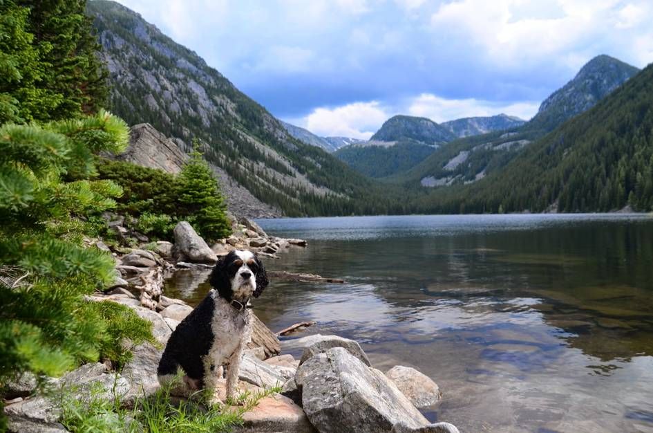 Black and white dog sitting on rocks at Lava Lake shore