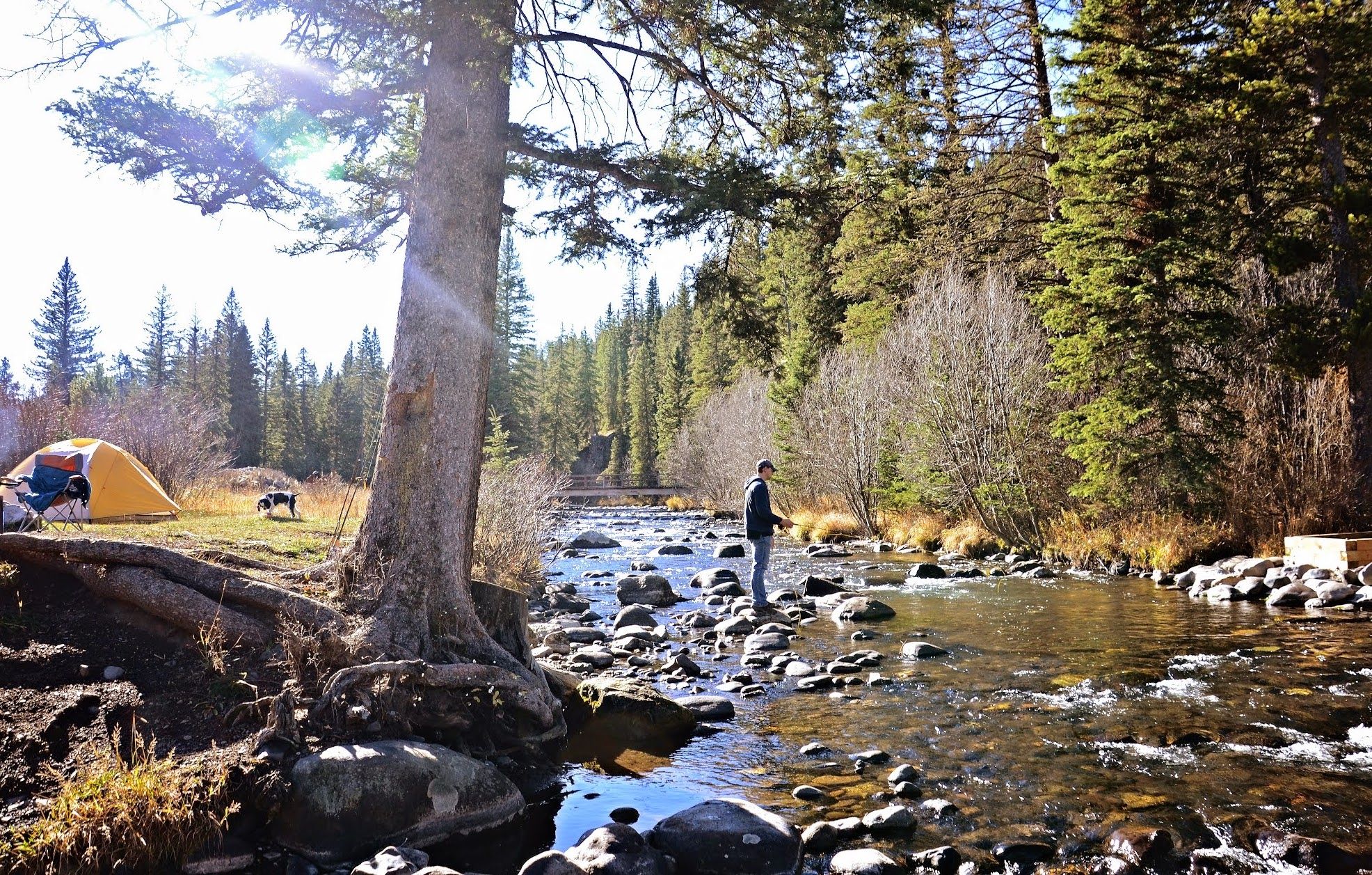 Creekside dispersed campsite with orange tent among evergreen trees in the Gallatin National Forest