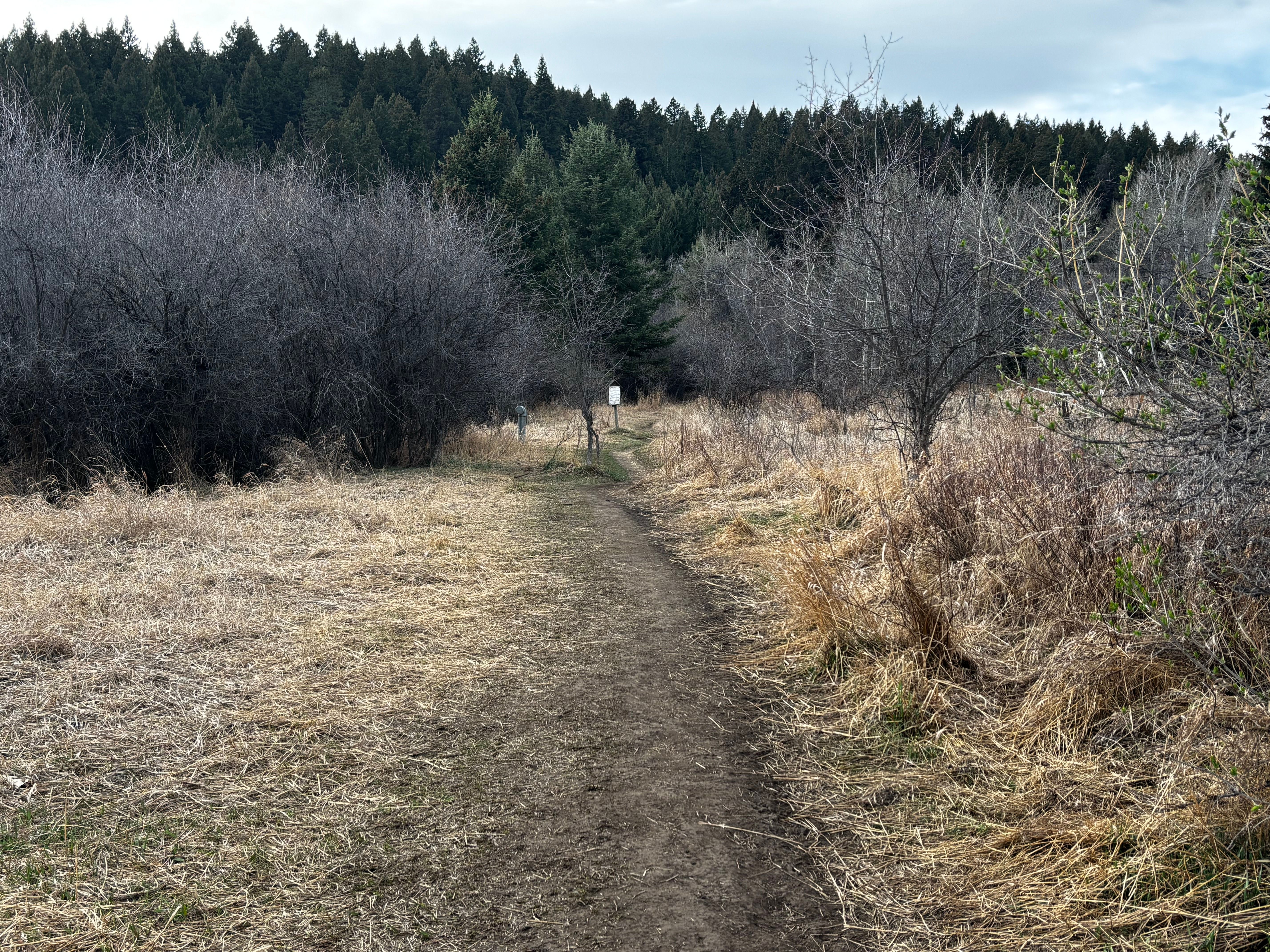 Wide dirt trail through golden meadow grasses heading toward dense pine forest at Kirk Hill